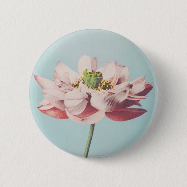 Beautiful photomechanical prints of Lotus Flowers Button (Front)