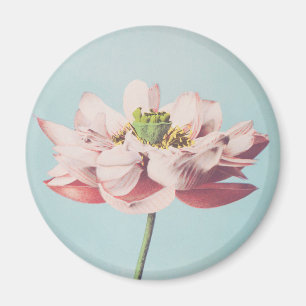 Beautiful photomechanical prints of Lotus Flowers Magnet