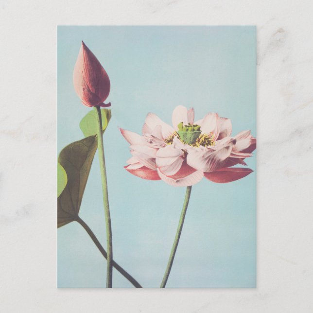 Beautiful photomechanical prints of Lotus Flowers Postcard (Front)