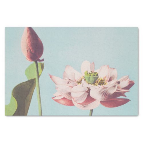 Beautiful photomechanical prints of Lotus Flowers Tissue Paper