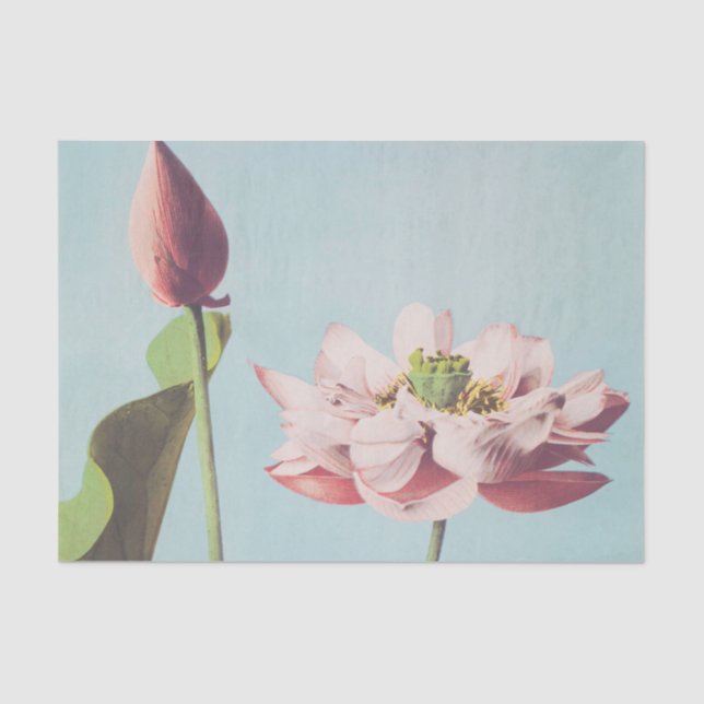 Beautiful photomechanical prints of Lotus Flowers Tissue Paper (Front)