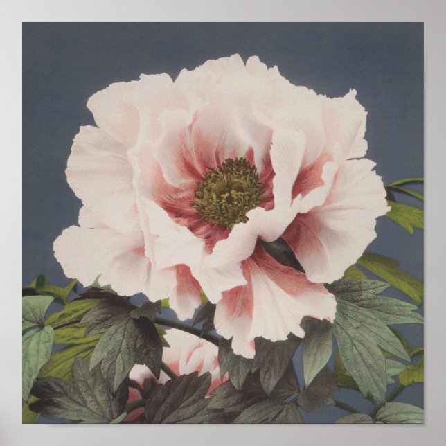 Beautiful photomechanical prints of Peony Flowers (Front)