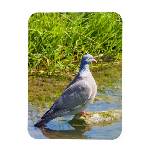 Beautiful pigeon bird photo portrait fridge magnet