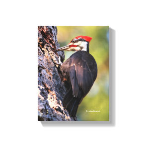 Beautiful Pileated Woodpecker on the Tree Canvas Print