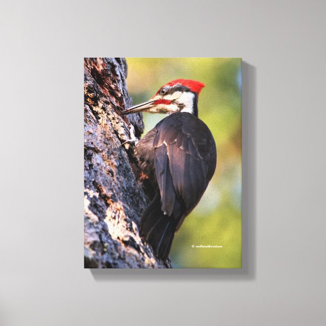 Beautiful Pileated Woodpecker on the Tree Canvas Print (Front)