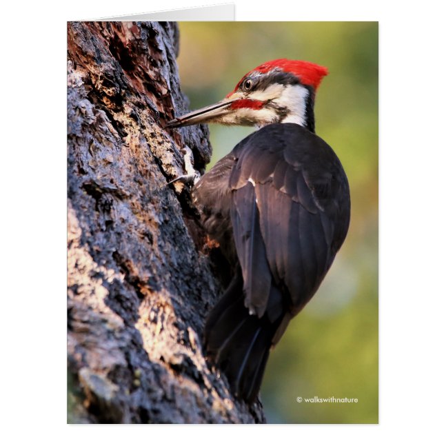 Beautiful Pileated Woodpecker on the Tree Cards (Front)