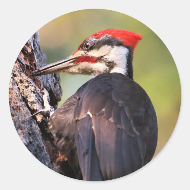 Beautiful Pileated Woodpecker on the Tree Classic Round Sticker (Front)