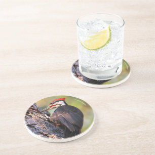 Beautiful Pileated Woodpecker on the Tree Coaster