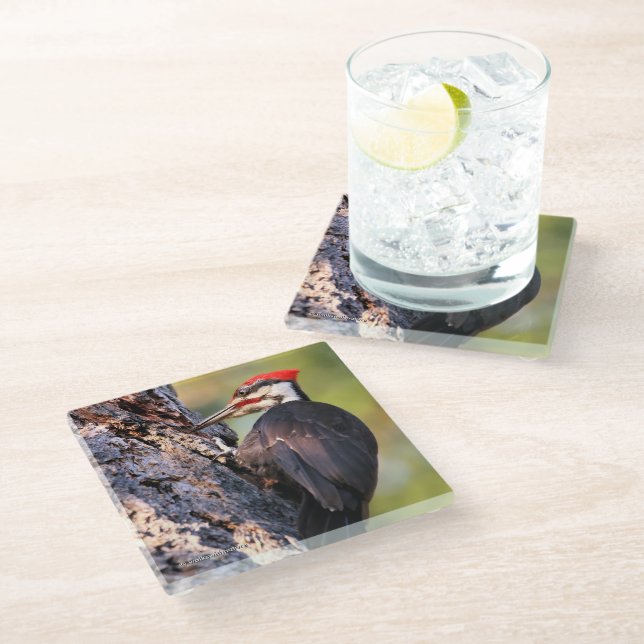 Beautiful Pileated Woodpecker on the Tree Glass Coaster (Angled)