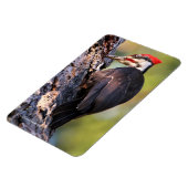 Beautiful Pileated Woodpecker on the Tree Magnet | Zazzle