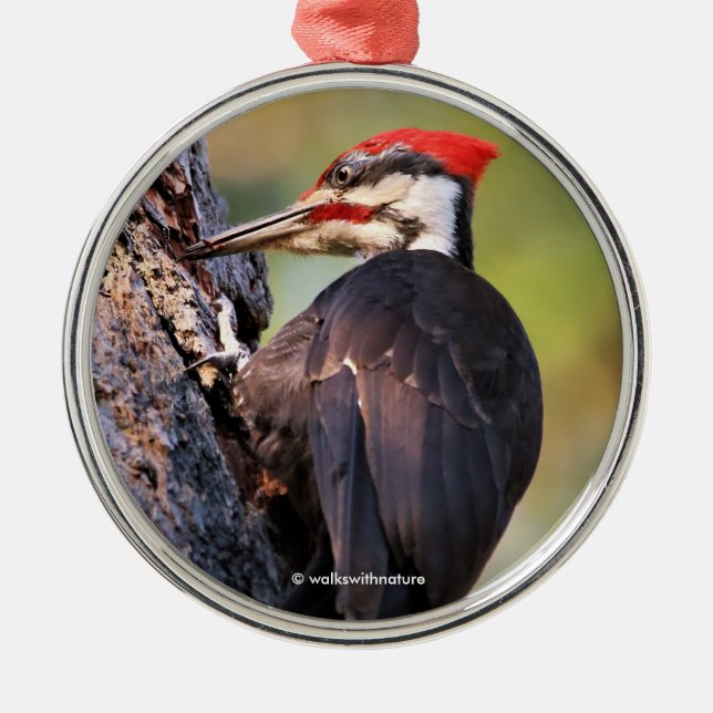 Beautiful Pileated Woodpecker on the Tree Metal Ornament (Front)