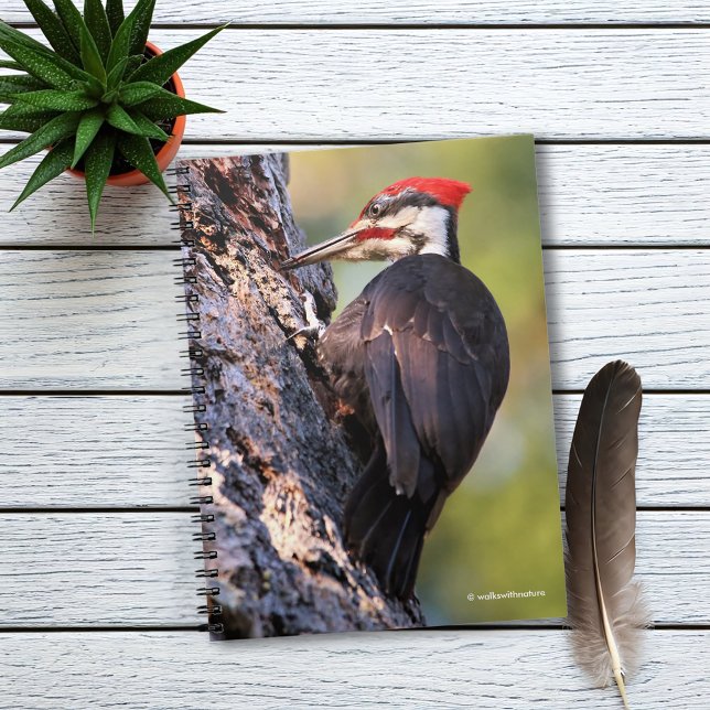 Beautiful Pileated Woodpecker on the Tree Notebook (Pileated Woodpecker on the Tree Journal Cover Photo)