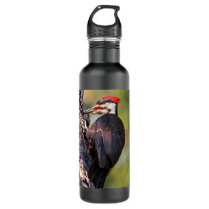 Beautiful Pileated Woodpecker on the Tree Stainless Steel Water Bottle