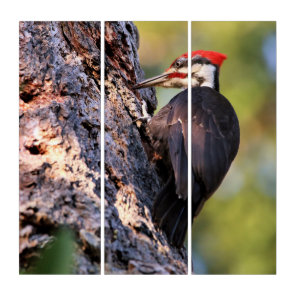 Beautiful Pileated Woodpecker on the Tree Triptych