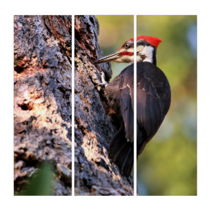 Beautiful Pileated Woodpecker on the Tree Triptych