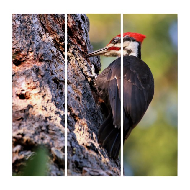 Beautiful Pileated Woodpecker on the Tree Triptych (Front)