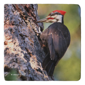 Beautiful Pileated Woodpecker on the Tree Trivet