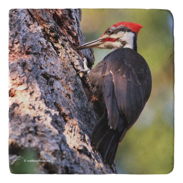 Beautiful Pileated Woodpecker on the Tree Trivet (Front)