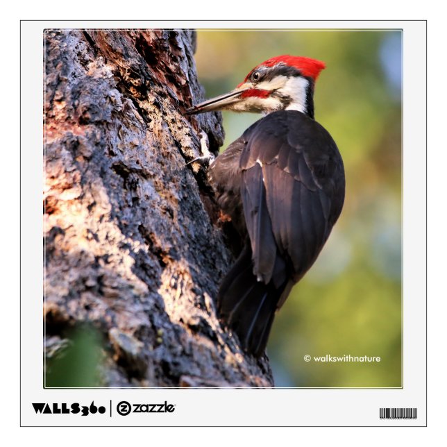 Beautiful Pileated Woodpecker on the Tree Wall Decal (Front)