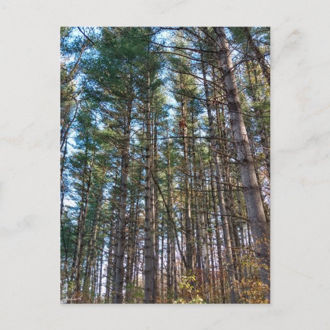 Beautiful Pine Trees Postcard (Front)