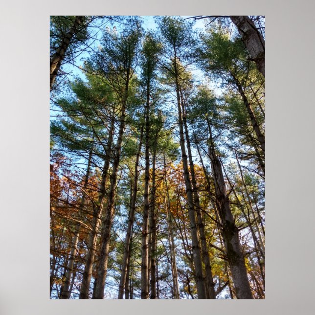 Beautiful Pine Trees Poster (Front)