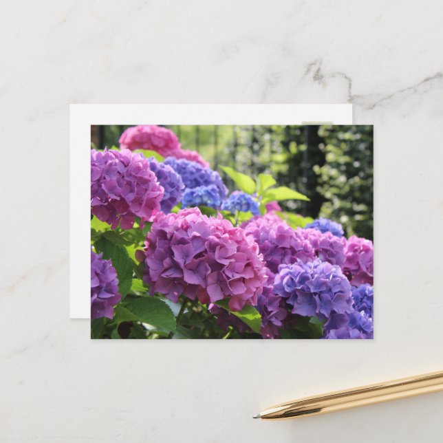Beautiful Pink and Blue Hydrangea Flowers Postcard (Front/Back In Situ)
