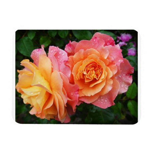 Beautiful pink and orannge rose photo magnet