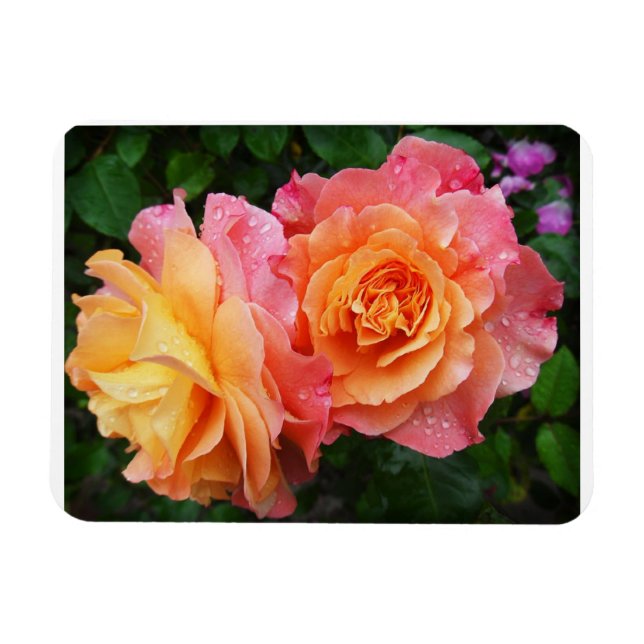 Beautiful pink and orannge rose photo magnet (Horizontal)