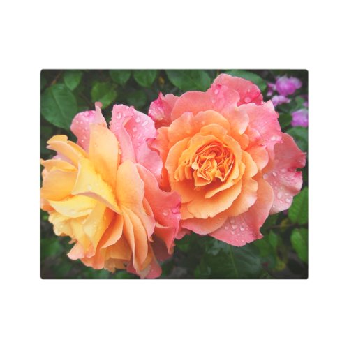 Beautiful pink and orannge rose photo metal print