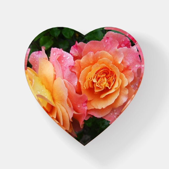 Beautiful pink and orannge rose photo paperweight (Front)