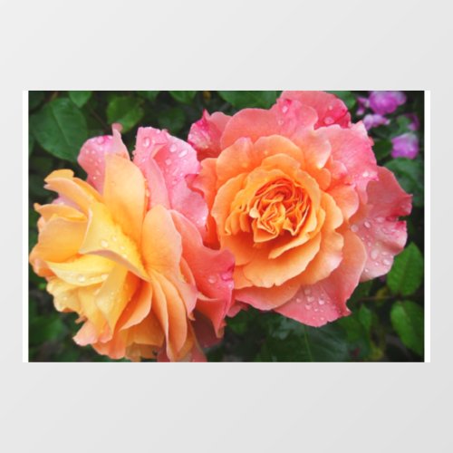 Beautiful pink and orannge rose photo window cling