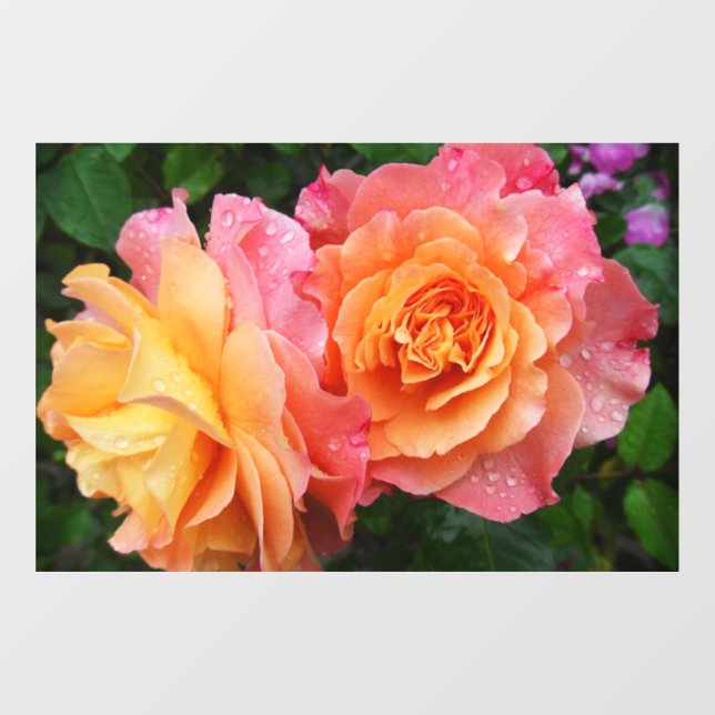Beautiful pink and orannge rose photo window cling (Sheet)
