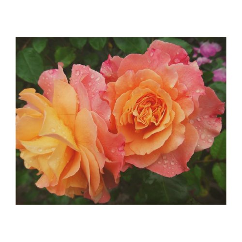 Beautiful pink and orannge rose photo wood wall art