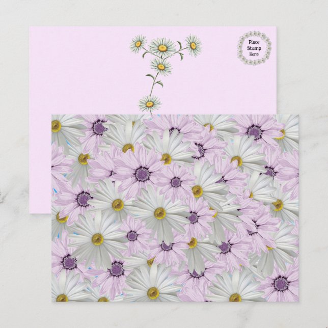 Beautiful Pink and White Daisy Floral Postcard (Front/Back)