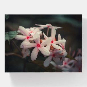 Beautiful Pink and White Kopsia Flower Paperweight