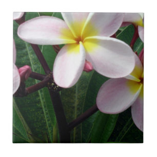 Beautiful Pink and Yellow Plumeria Kitchen Tile
