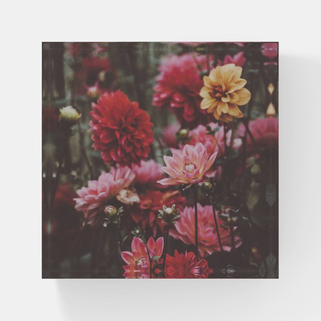 Beautiful Pink Autumn Flowers Fine Art Photography Paperweight (Front)