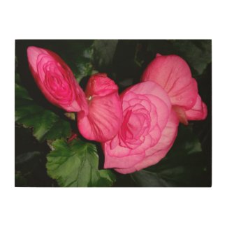 Beautiful Pink Begonia - wood wall fine art prnt Wood Wall Art