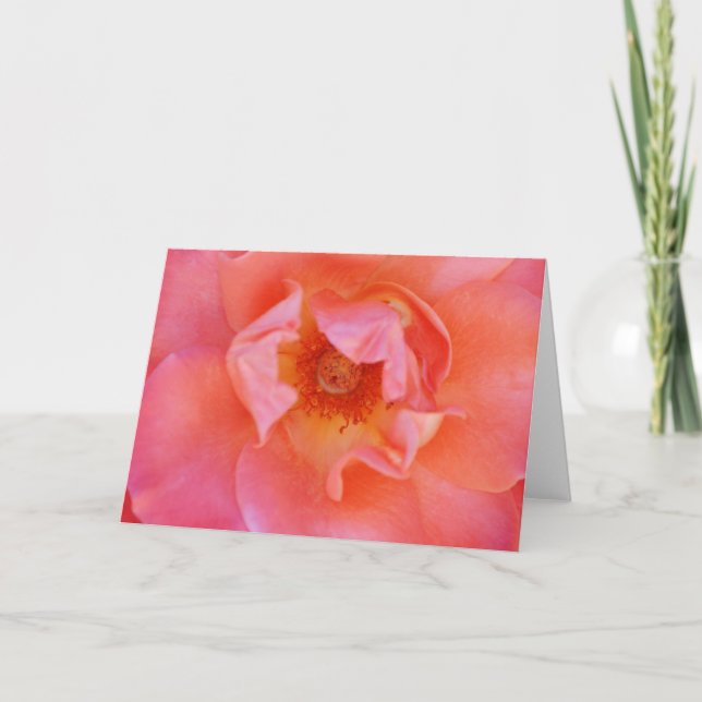 Beautiful Pink Blush Rose Art Note Card (Front)