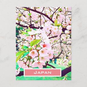 Beautiful pink cherry blossom Japan travel Postcard