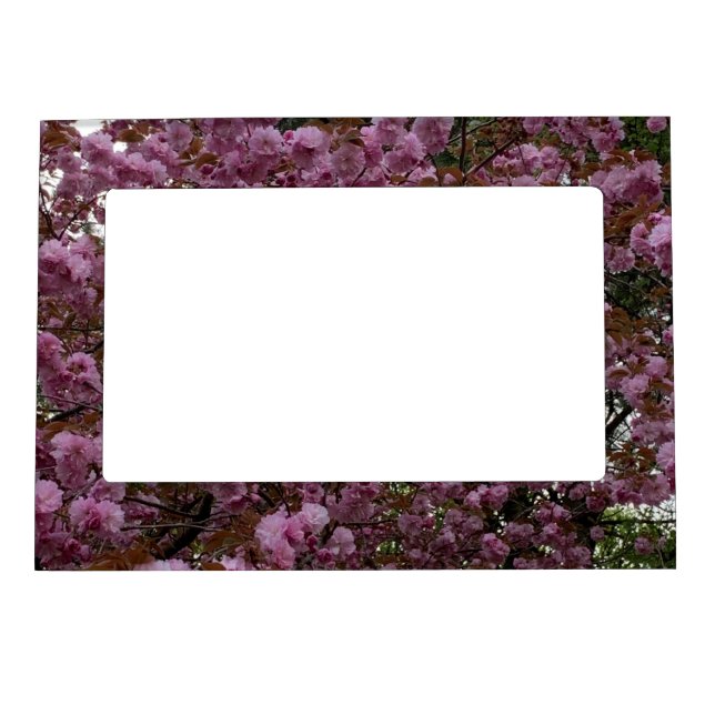 Beautiful Pink Cherry Tree Photography Magnetic Frame (Front)