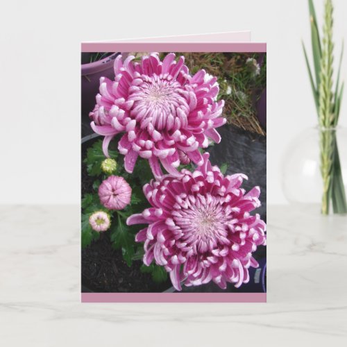 Beautiful Pink Chrysanthemum flowers floral Card