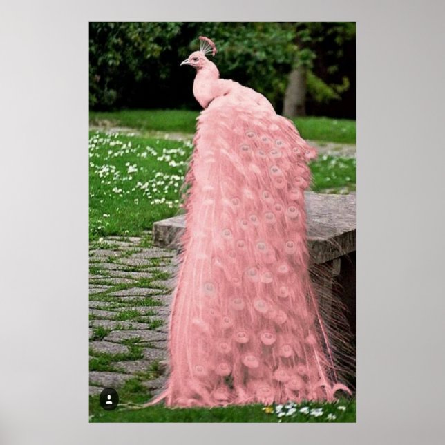 Beautiful Pink Color Feather Peacock Bird Poster (Front)