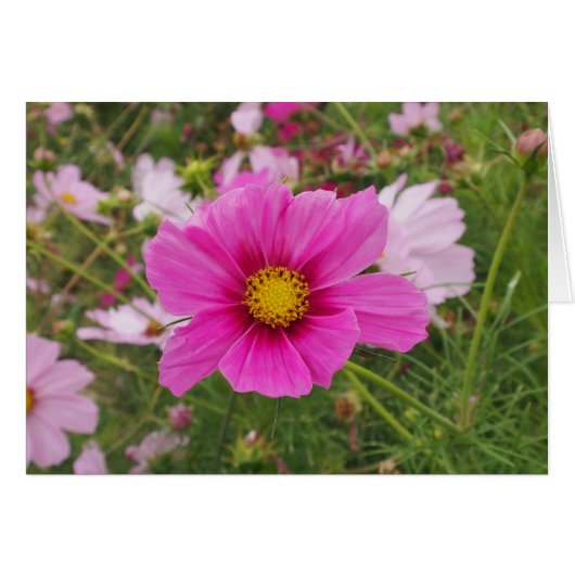 Beautiful Pink Cosmos Flower Cards (Front Horizontal)
