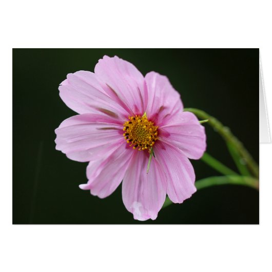 Beautiful Pink Cosmos Wildflower Cards (Front Horizontal)