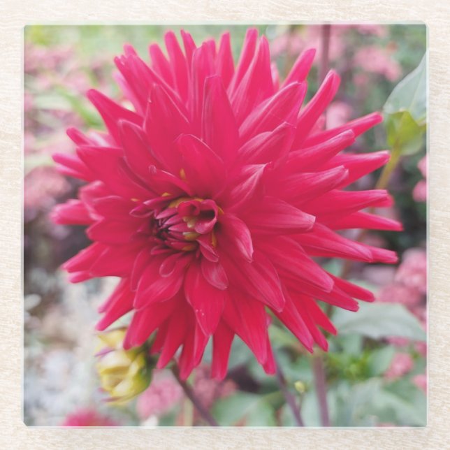 Beautiful Pink Dahlia Flower Glass Coaster (Front)