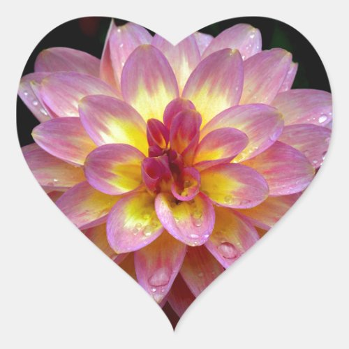 Beautiful pink dahlia flower with raindrops heart sticker