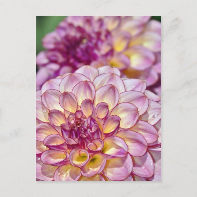 Beautiful pink dahlia flowers postcard (Front)