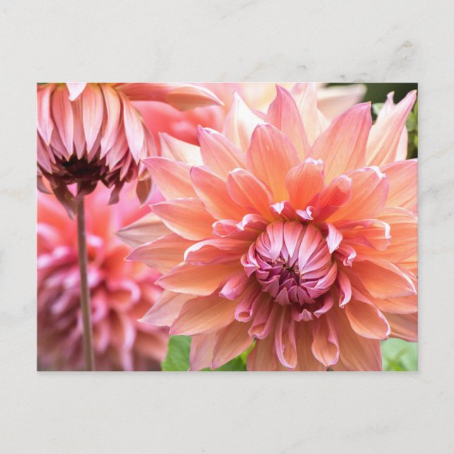 Beautiful Pink Dahlias Postcard (Front)