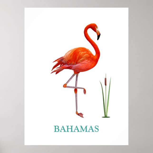 Beautiful Pink Flamingo Bird & Reed Plant on White Poster (Front)